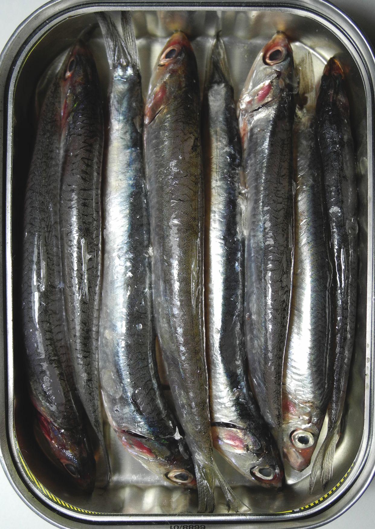 Tavenne Etroit Plat Mince Ek